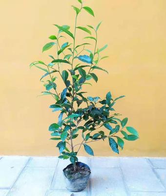 冰岛昔归班章勐库大叶种茶苗