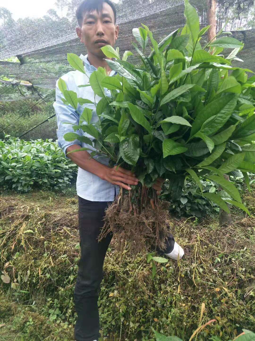 云南冰岛昔归班章易武大叶种茶苗普洱茶树盆栽盆景大叶茶苗茶叶苗