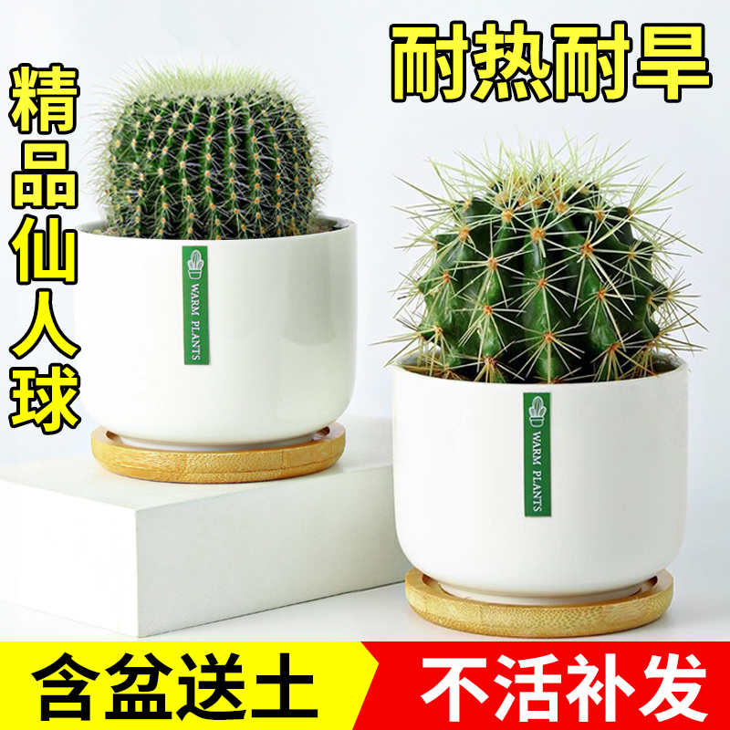 金冠琥虎仙人球掌室内盆栽