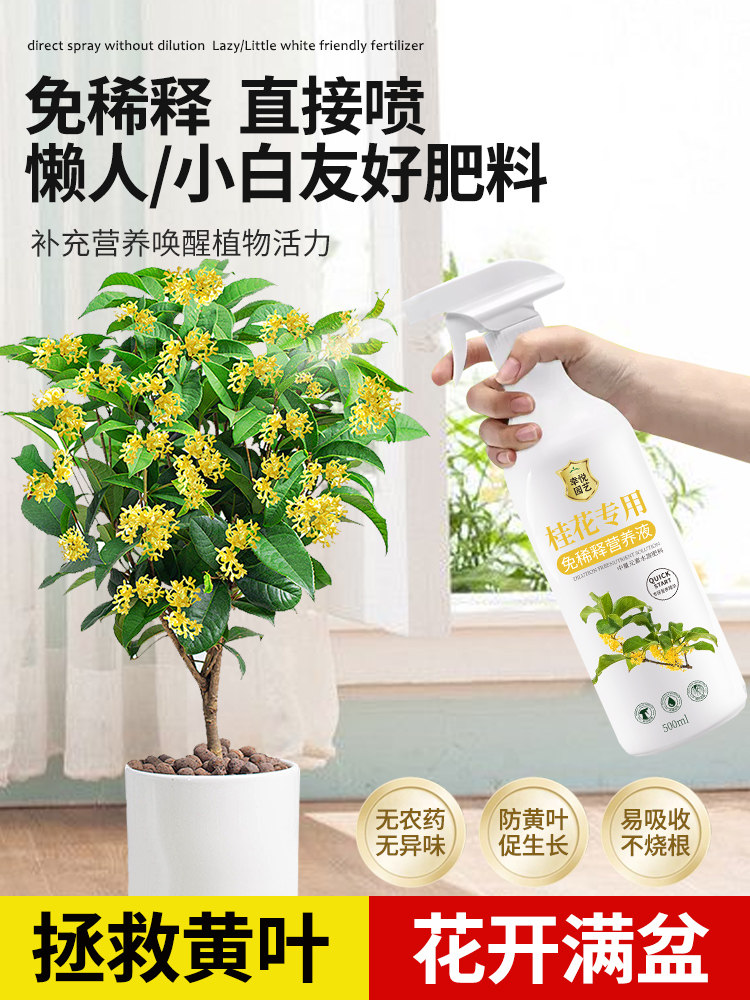 桂花树专用营养液促花爆花肥四季桂花树肥料专用肥黄叶干尖枯叶病
