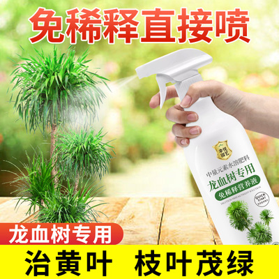 龙血树营养液免稀释叶子干