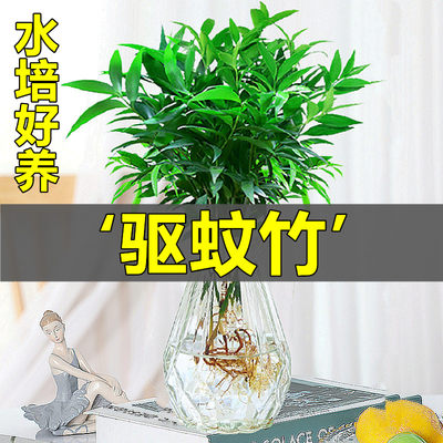 【轻松驱蚊】水培驱蚊竹柏