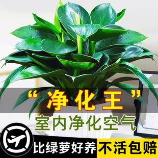 铂金钻盆栽绿萝箩花卉植物室内花水培绿植多肉好养发财树吸