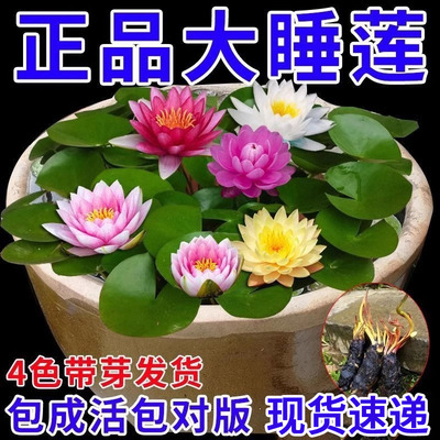 睡莲水培鱼缸池塘荷花植物盆栽水