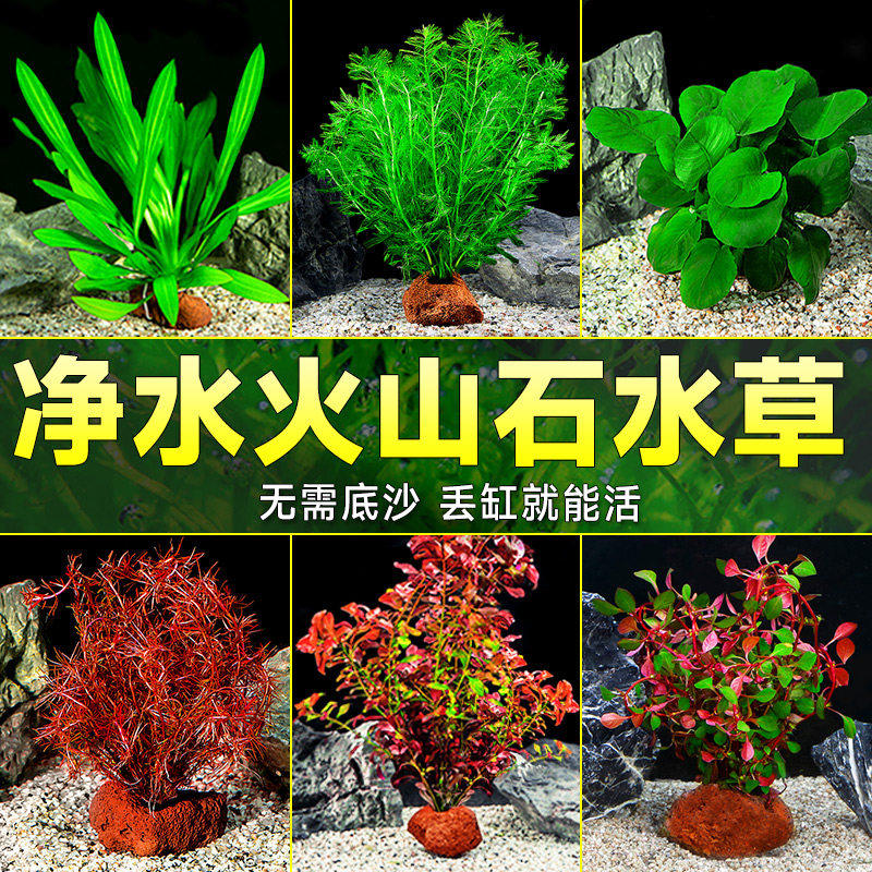 水草植物专用鱼缸造景摆件水培植物蜈蚣增氧火山石全套小鱼缸水草