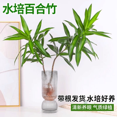 带根百合竹盆栽水培植物富贵竹