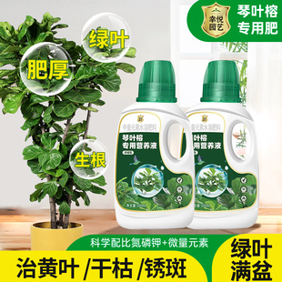 琴叶榕营养液花肥锈斑病黄叶落叶大琴叶榕肥料专用肥水溶液体肥
