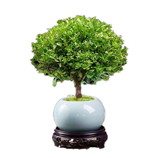 小叶赤楠老桩苗紫檀微景观水培办公室四季好养金丝楠木小绿植桌面