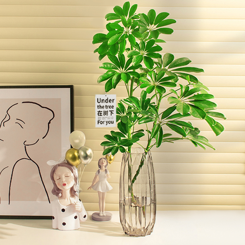 水培鸭脚木盆栽绿植物室内