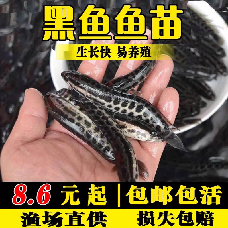黑鱼苗冷水淡水养殖乌鳢活鱼观赏财鱼生鱼苗活体鱼苗小鱼苗乌鱼苗
