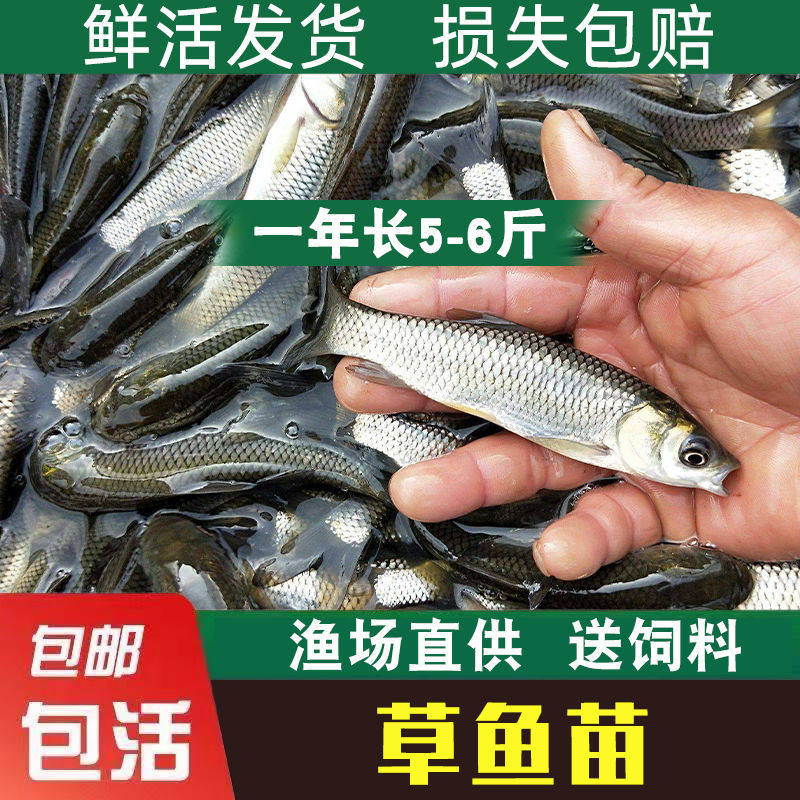 草鱼鲤鱼鲫鱼花鲢白鲢好养殖食用活物冷水观赏鱼特大全草鱼活鱼苗