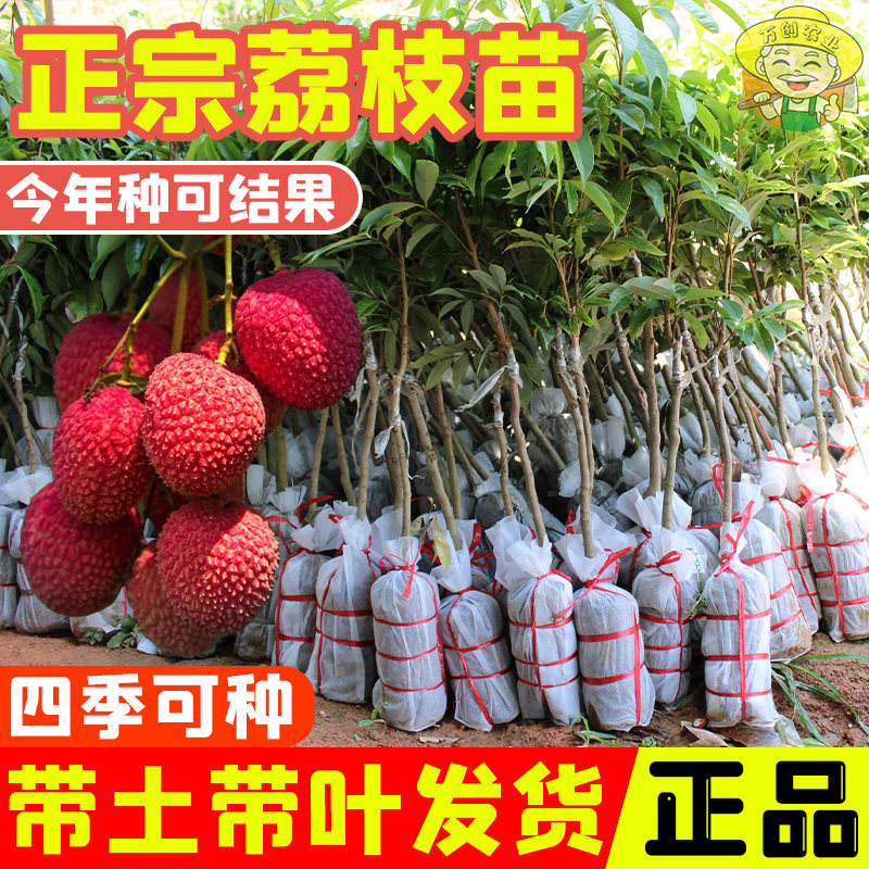 白糖罂荔枝苗桂味荔枝苗妃子笑荔枝苗无核荔枝苗糯米滋荔枝苗