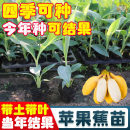 香蕉苗中蕉9号威廉斯B6香蕉南方香蕉苗粉蕉巴西蕉皇帝蕉树苗 包邮