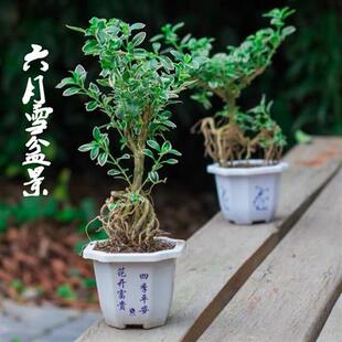 开花小盆栽树桩造型金边提根六月雪盆景悬崖微型办公桌面室内香白