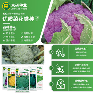 京研西蓝花蔬菜种子西兰花种子橙花菜花菜松花菜种子宝塔花菜籽