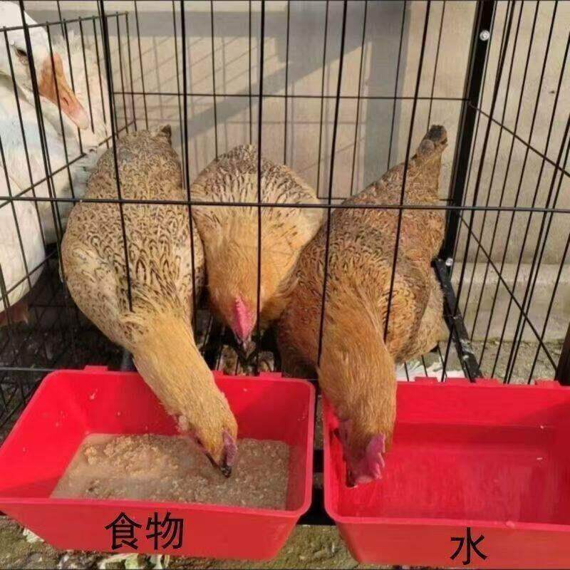 鸡食槽饮水槽喂食器鸡食槽特大饲料挂钩食槽家禽鸡鸭鸽子喂水外挂