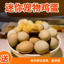 芦丁鸡蛋宝宝 卢丁鸡种蛋受精蛋宠物鸡小鸡蛋可孵化小鸡仔学生版