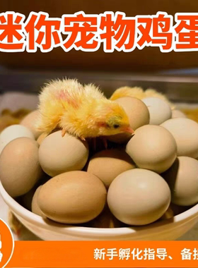 卢丁鸡种蛋受精蛋宠物鸡小鸡蛋可孵化小鸡仔学生版芦丁鸡蛋宝宝