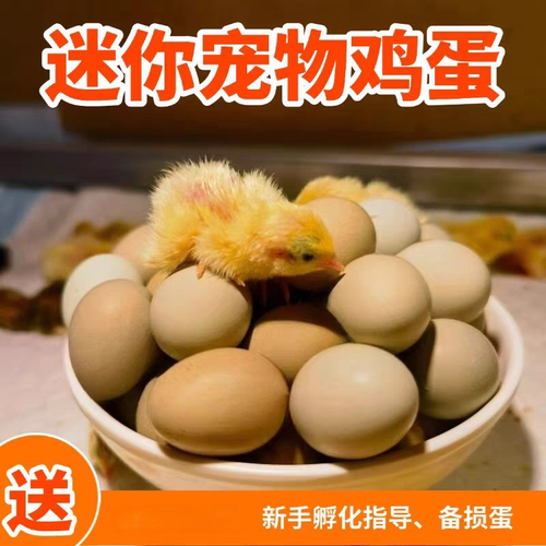 卢丁鸡种蛋受精蛋宠物鸡小鸡蛋可孵化小鸡仔学生版芦丁鸡蛋宝宝