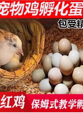 芦丁鸡蛋受精蛋种蛋受精卵可孵观赏活物宠物鸡变异纯白家养礼服鸡