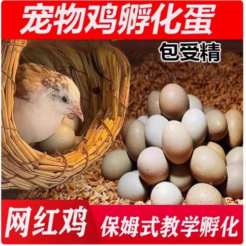 芦丁鸡蛋受精蛋种蛋受精卵可孵观赏活物宠物鸡变异纯白家养礼服鸡