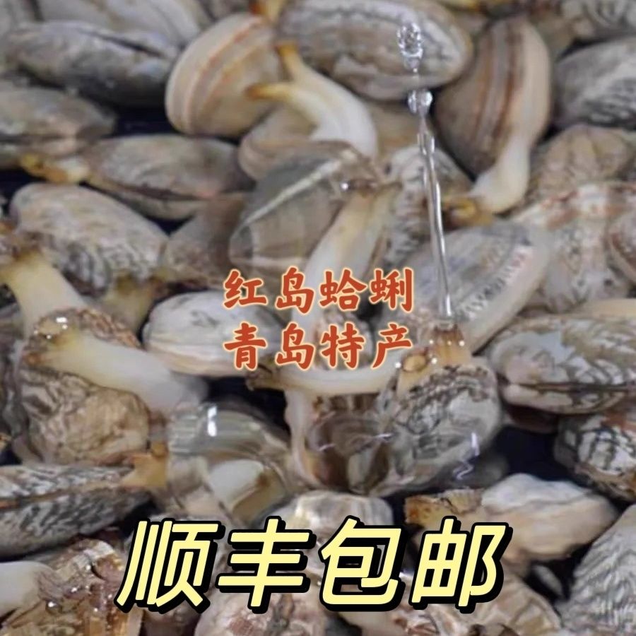小号青岛蛤蜊花甲新鲜鲜嫩鲜活红