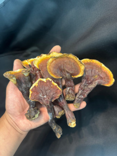 西藏纯野生白心灵芝赤芝白肉灵芝整枝500克装 山野黑先生