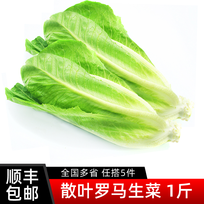 散叶罗马生菜500g 新鲜蔬菜罗纹凯撒生菜西餐沙拉食材 5件包邮
