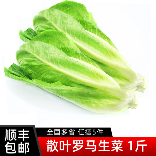 散叶罗马生菜500g 新鲜蔬菜罗纹凯撒生菜西餐沙拉食材 5件包邮