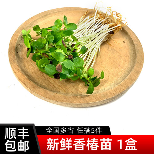 新鲜香椿苗1盒 芽苗菜香春苗西餐日料冷艺酒店摆盘装饰 5件包邮