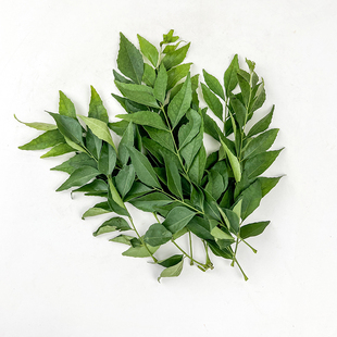 新鲜咖喱叶 100g 新鲜香料 全国多省满5件顺丰包邮