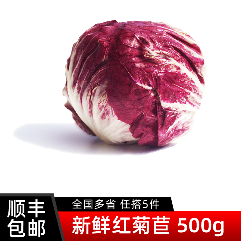 新鲜红菊苣500g 落地红球生菜紫苣 西餐蔬菜沙拉食材配菜 5件包邮