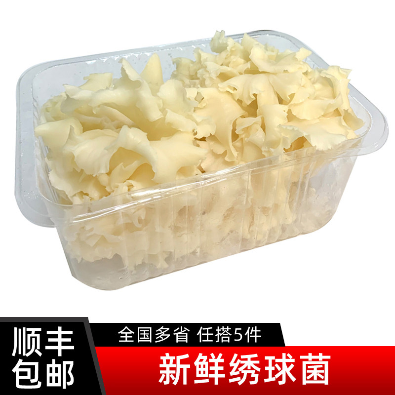 新鲜绣球菌凉拌煲汤食材图片