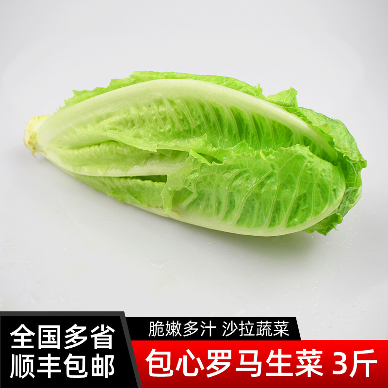 新鲜包心罗马生菜3斤罗马罗纹生菜凯撒沙拉蔬菜 西餐沙拉食材包邮