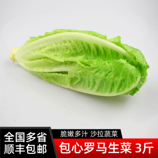 包邮 新鲜包心罗马生菜3斤罗马罗纹生菜凯撒沙拉蔬菜 西餐沙拉食材