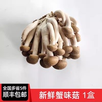 忞鯤新鮮蟹味菇食用菌菇