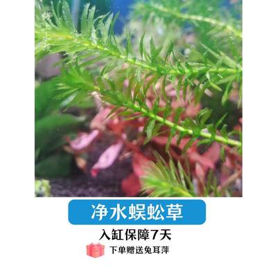 净水植物蜈蚣草绿菊淡水养龟鱼缸造景水草金鱼藻红丁香小宝塔浮萍