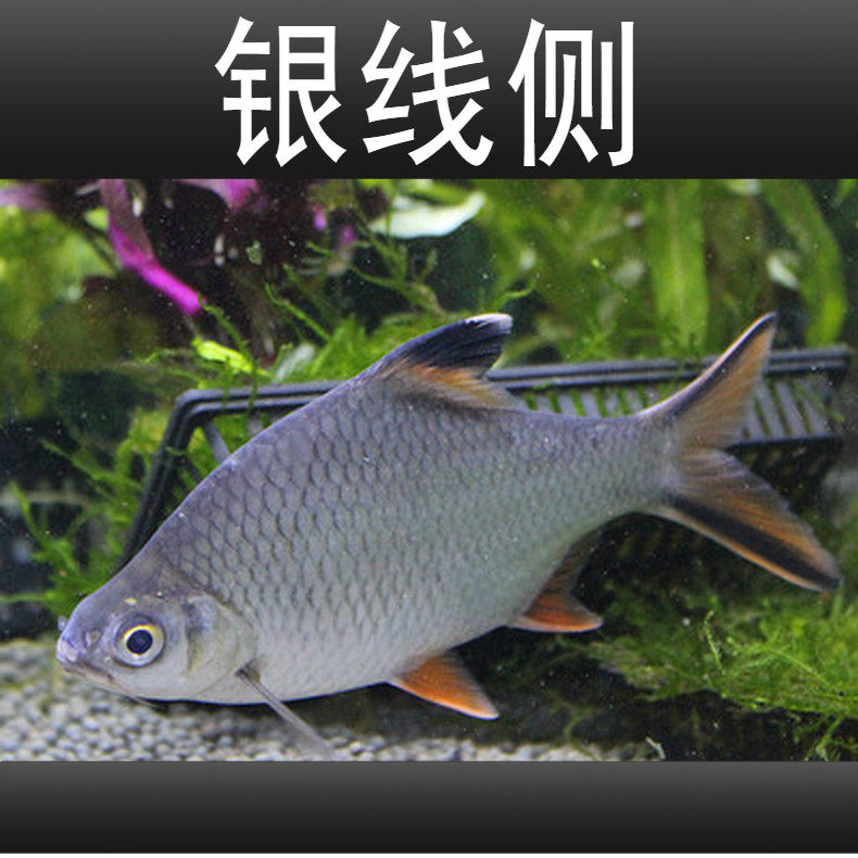 直销金凤鱼银凤鱼活体观赏鱼双线侧鱼泰国鲫金银元宝鱼红鳍鲫鱼包