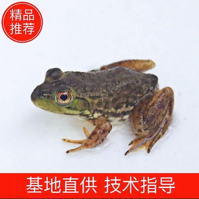【正宗牛蛙苗】原生态活蛙高档水其它水族宠物