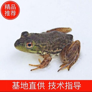 【正宗牛蛙苗】原生态活蛙高档水产广东蝌蚪牛蛙田鸡青蛙牛蛙鲜活