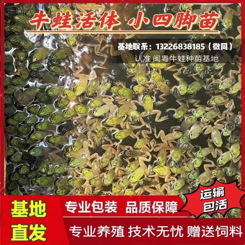 牛蛙四脚苗小四脚批发零售