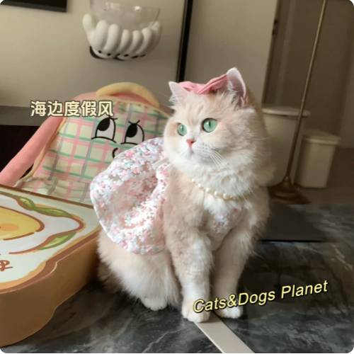 猫咪狗狗公主风网眼刺绣公主裙防掉毛衣服吊带裙可爱金渐层比熊猫