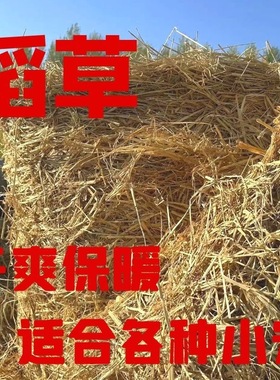 新稻草天然宠物鸡窝草干稻草牛羊猪饲料狗鸭窝草道具谷草秸秆