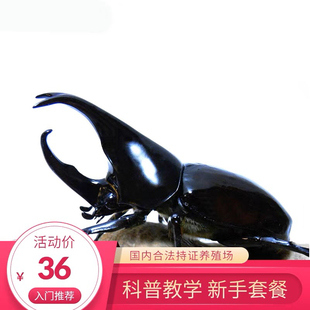 独角仙甲虫宠物成虫幼虫姬兜爬虫巨型超大个体兜虫花金龟活体锹甲