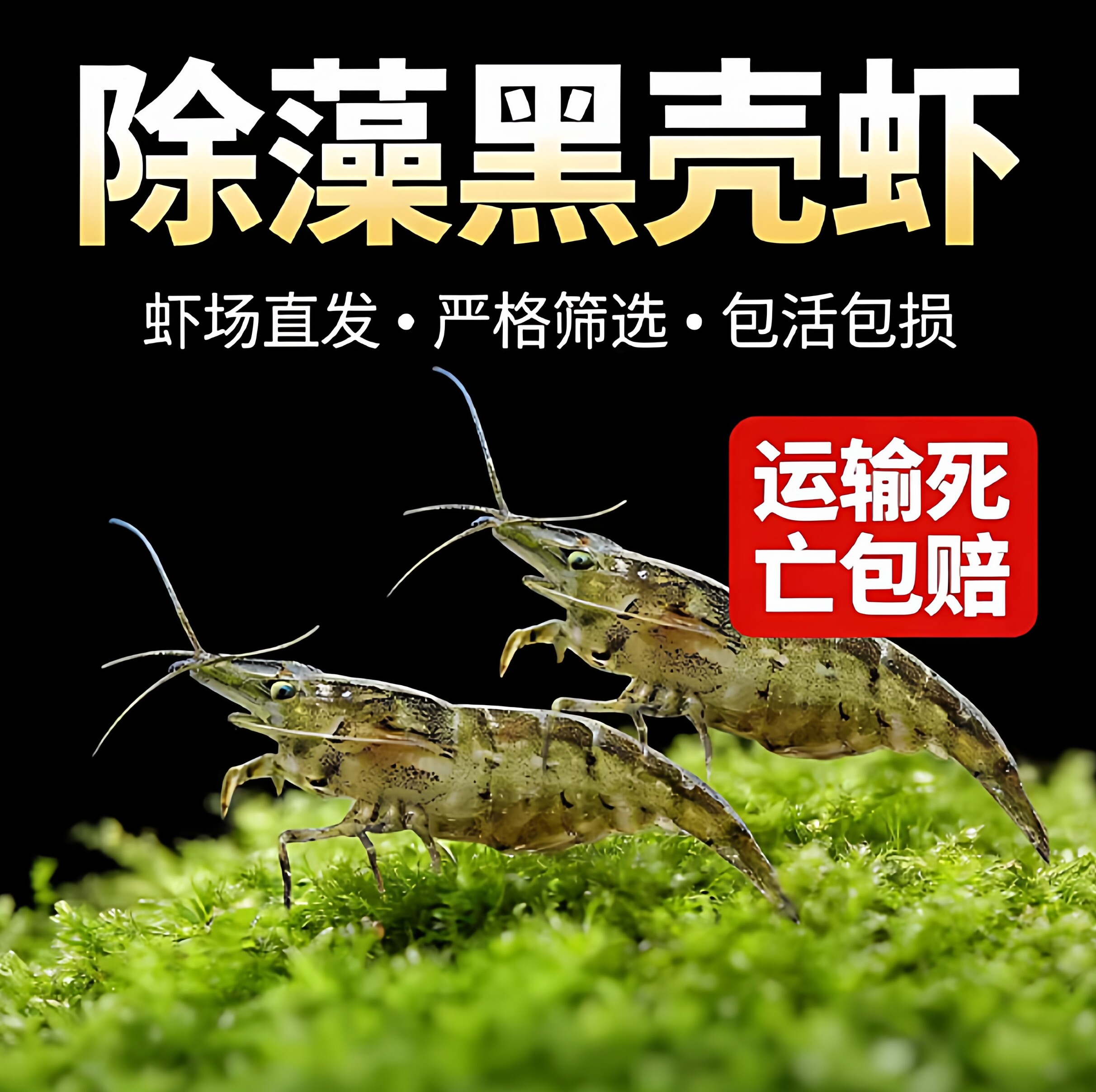 黑壳虾除藻观赏虾水草虾清洁虾活体鲜活清洁虾乌龟虾壳顺丰包邮