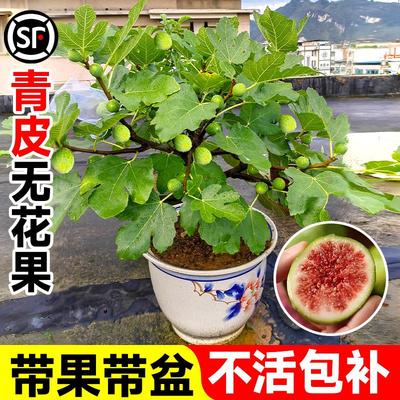 威海青皮无花果树果苗特大果带果盆栽树苗南北方庭院四季果树种植