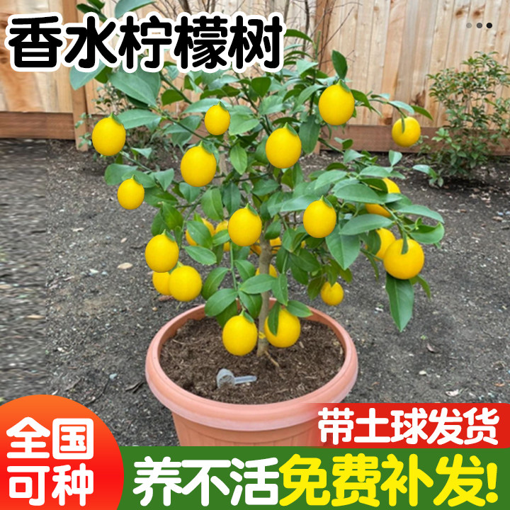香水柠檬树树苗盆栽带果可食用室内外庭院地栽果树果苗南北方种植
