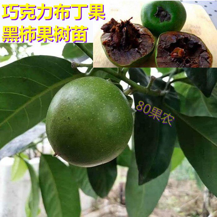 新品种黑柿树苗巧克力布丁果苗白柿冰淇淋果苗盆栽地载南北方种植