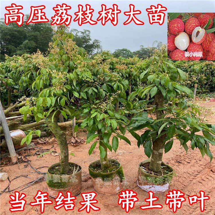 荔枝树盆景造型图片,荔枝盆景_大山谷图库