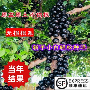 嘉宝果苗树四季树葡萄苗加多宝树苗果树果苗种苗南方种植当年结果